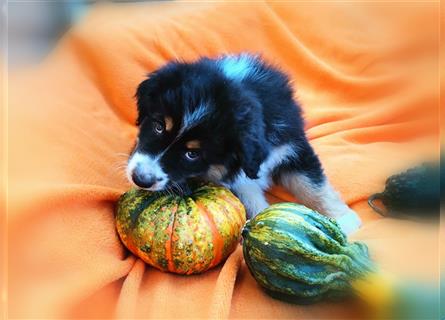 Reinrassige Australian Shepherd Welpen aus einer Spitzenverpaarung mit ASCA Papiere....