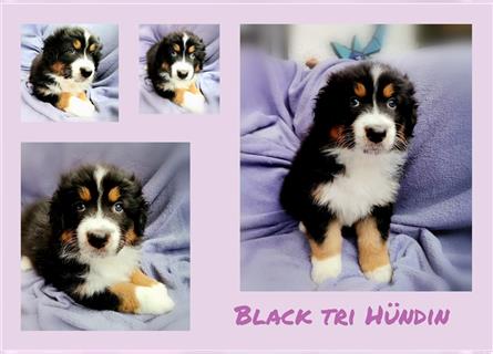 Reinrassige Australian Shepherd Welpen aus einer Spitzenverpaarung mit ASCA Papiere....