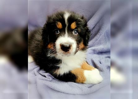 Reinrassige Australian Shepherd Welpen aus einer Spitzenverpaarung mit ASCA Papiere....