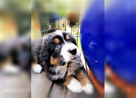 Reinrassige Australian Shepherd Welpen aus einer Spitzenverpaarung mit ASCA Papiere....