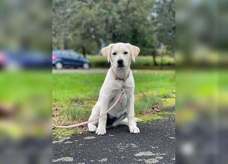 Labrador Welpe abzugeben 14 Wochen