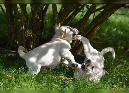 Shar-Pei x Labrador Mix Welpen stellen sich vor......