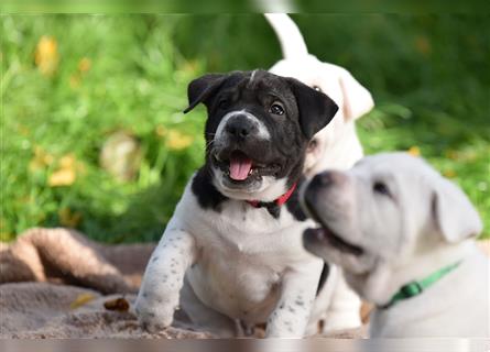 Shar-Pei x Labrador Mix Welpen stellen sich vor......