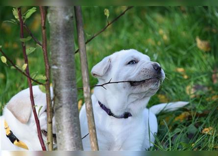 Shar-Pei x Labrador Mix Welpen stellen sich vor......