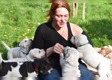 Shar-Pei x Labrador Mix Welpen stellen sich vor......