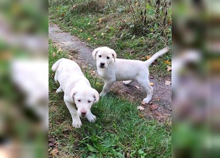 Labrador Welpen ab sofort abzugeben