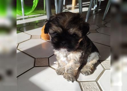 Shih tzu  Welpen