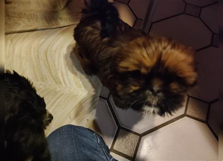 Shih tzu  Welpen