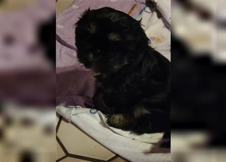 Shih tzu  Welpen