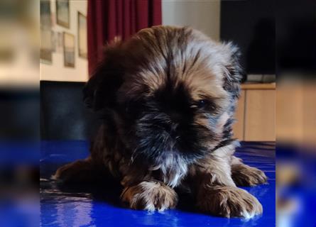 Shih tzu  Welpen