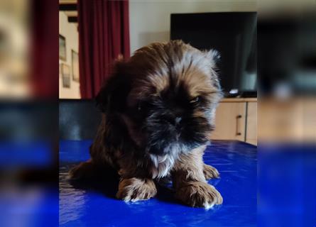 Shih tzu  Welpen