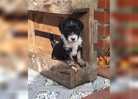 Tibet Terrier Welpen