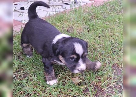 Tibet Terrier Welpen