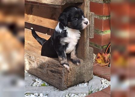 Tibet Terrier Welpen