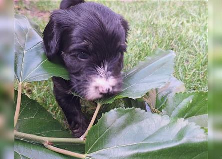 Tibet Terrier Welpen