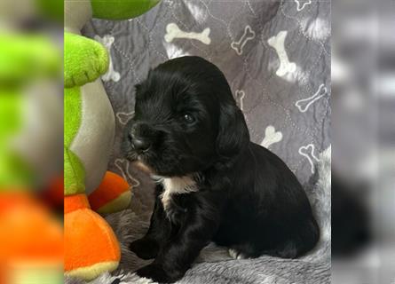 Tibet Terrier Welpen