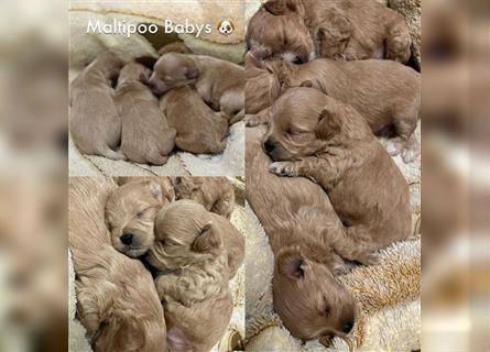 Maltipoo Welpen ( Weibchen & Rüden ) zu vermitteln