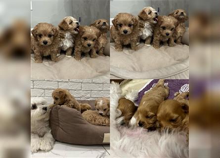 Maltipoo Welpen ( Weibchen & Rüden ) zu vermitteln