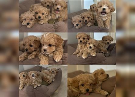 Maltipoo Welpen ( Weibchen & Rüden ) zu vermitteln