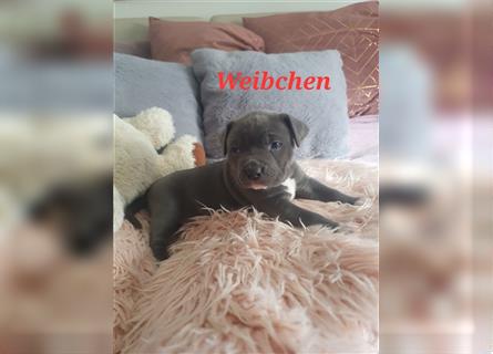 American Bully Welpen aus TOP Verpaarung zu verkaufen