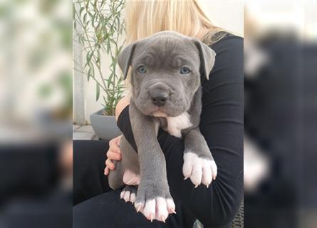 American Bully Welpen aus TOP Verpaarung zu verkaufen