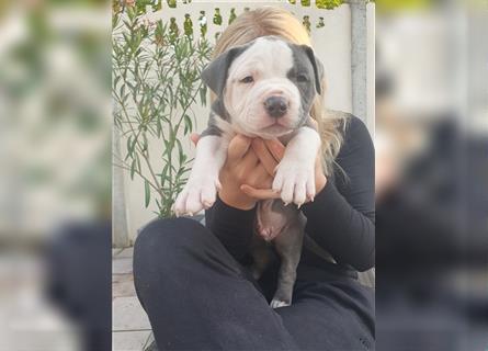 American Bully Welpen aus TOP Verpaarung zu verkaufen