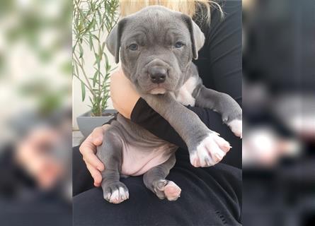 American Bully Welpen aus TOP Verpaarung zu verkaufen