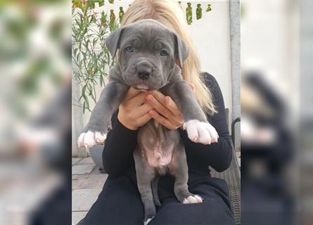 American Bully Welpen aus TOP Verpaarung zu verkaufen