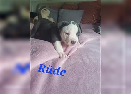 American Bully Welpen aus TOP Verpaarung zu verkaufen