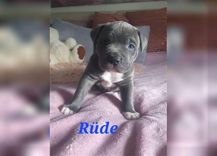 American Bully Welpen aus TOP Verpaarung zu verkaufen