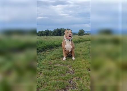 American Bully Welpen aus TOP Verpaarung zu verkaufen