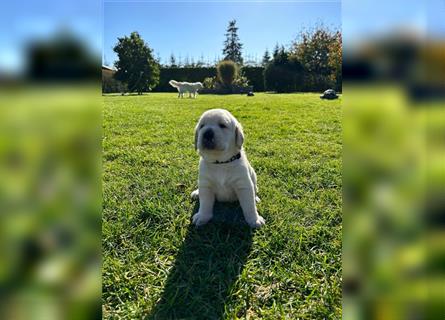 Labrador Golden Retriever Welpen