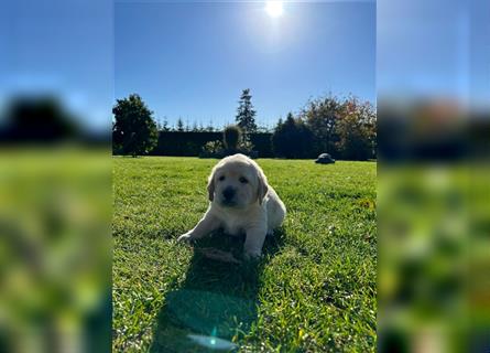 Labrador Golden Retriever Welpen