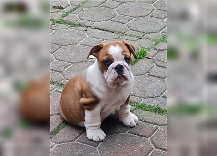 Englische Bulldogge