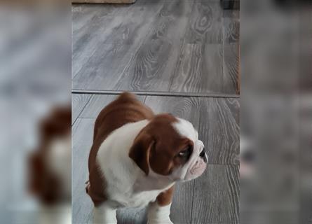 Englische Bulldogge