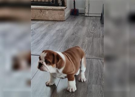 Englische Bulldogge