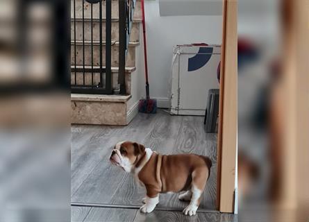 Englische Bulldogge