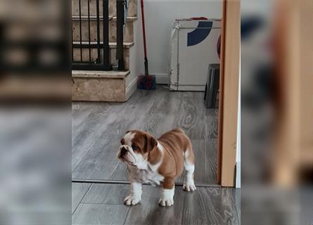 Englische Bulldogge