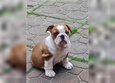 Englische Bulldogge