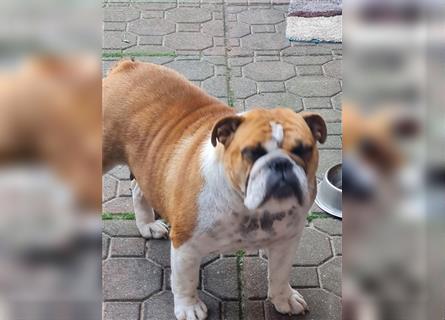 Englische Bulldogge