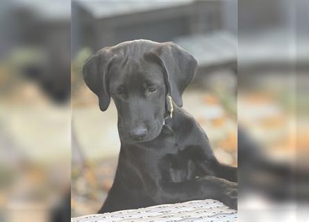 Labrador Rhodesian Ridgeback Hündin kinderlieb abgabebereit