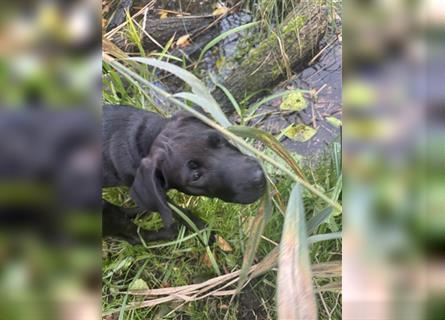 Labrador Rhodesian Ridgeback Hündin kinderlieb abgabebereit