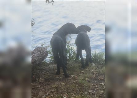 Labrador Rhodesian Ridgeback Hündin kinderlieb abgabebereit