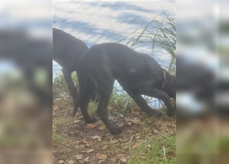 Labrador Rhodesian Ridgeback Hündin kinderlieb abgabebereit