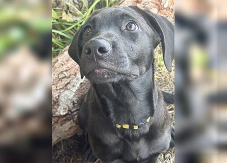 Labrador Rhodesian Ridgeback Hündin kinderlieb abgabebereit