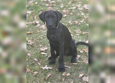 Labrador Rhodesian Ridgeback Hündin kinderlieb abgabebereit