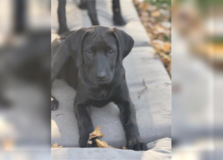 Labrador Rhodesian Ridgeback Hündin kinderlieb abgabebereit