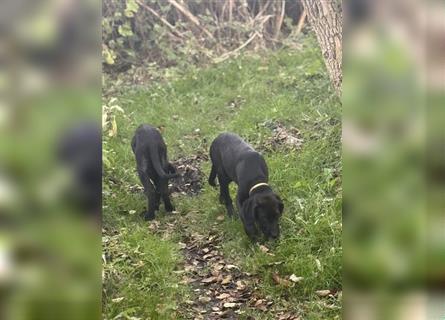 Labrador Rhodesian Ridgeback Hündin kinderlieb abgabebereit