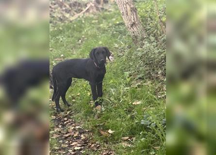 Labrador Rhodesian Ridgeback Hündin kinderlieb abgabebereit