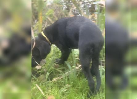 Labrador Rhodesian Ridgeback Hündin kinderlieb abgabebereit